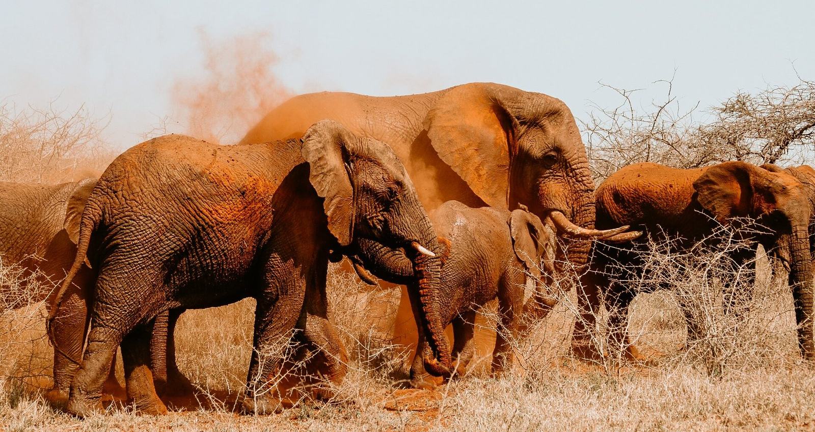 Autotour : Safari & Océan au départ de Durban