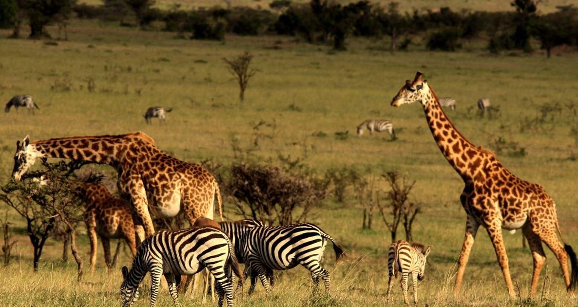 Vol St Denis Durban St Denis via Johannesburg