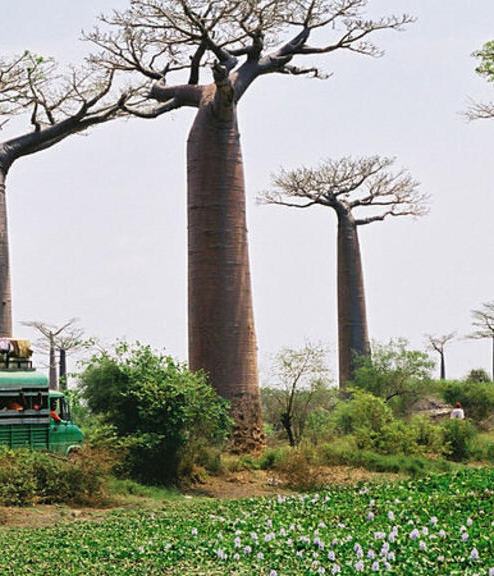 Madagascar