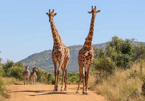 Autotour : Escapade Sun City et Safaris