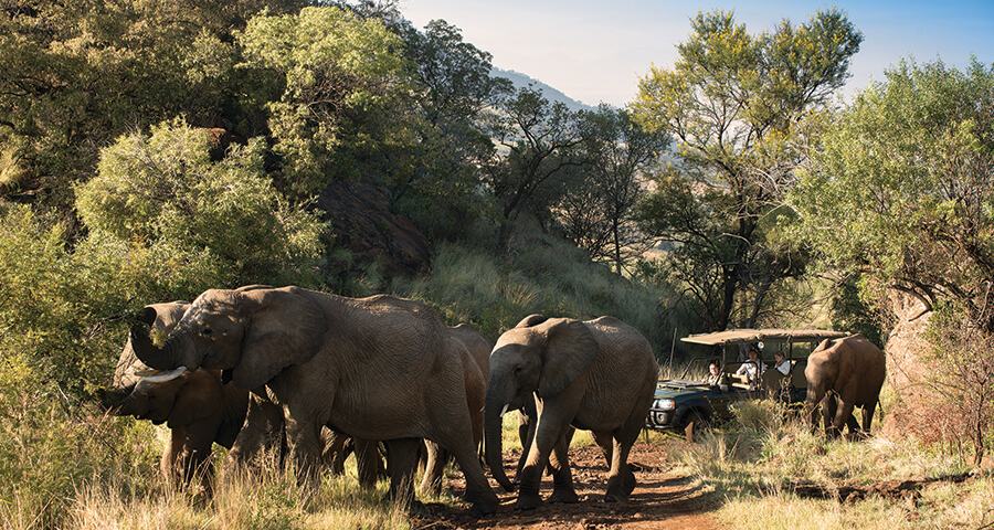 Autotour : Escapade Sun City et Safaris