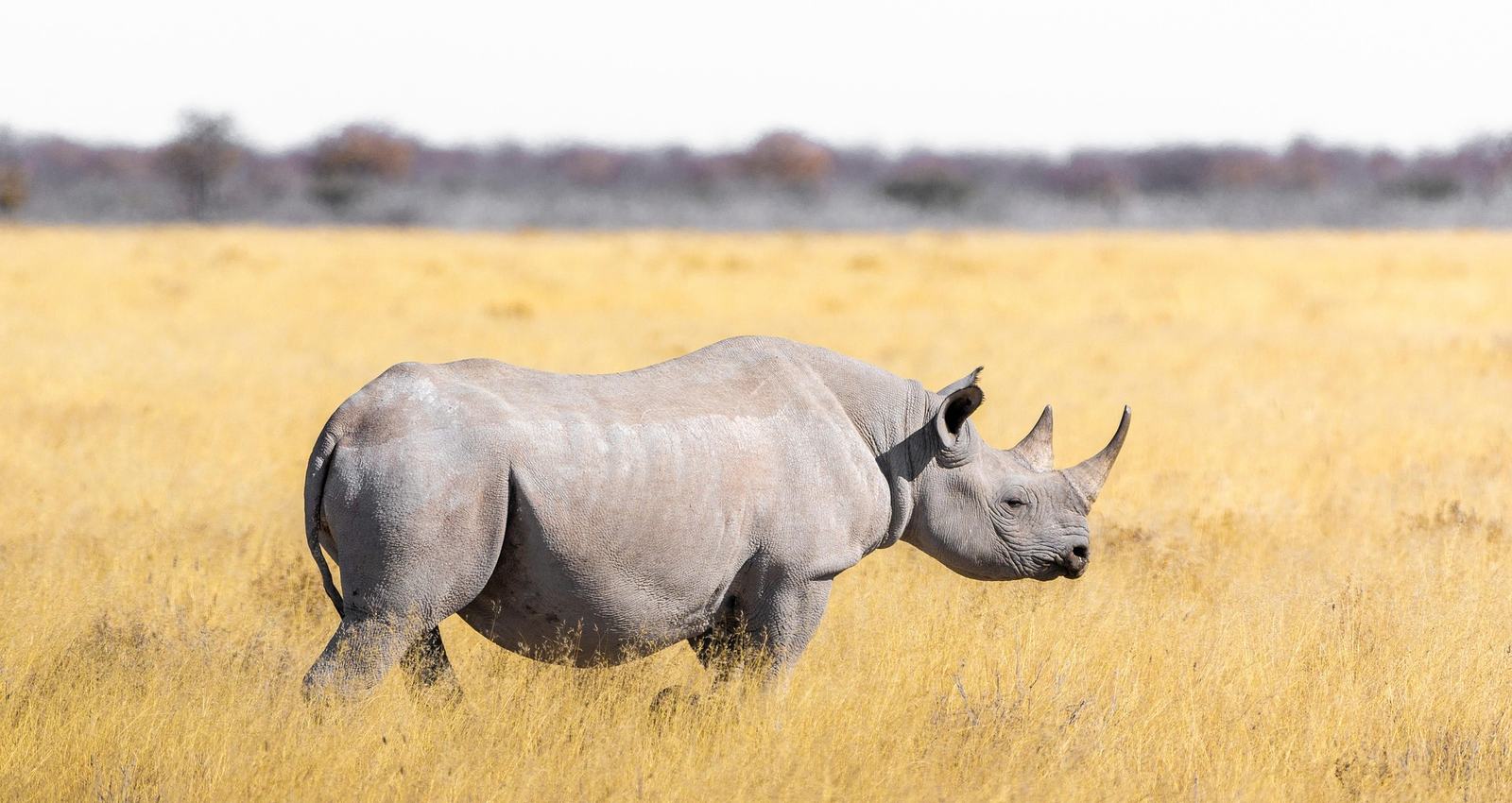 Afrique du Sud